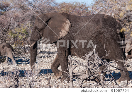 Closeup of an African Elephant Passing By 91067794
