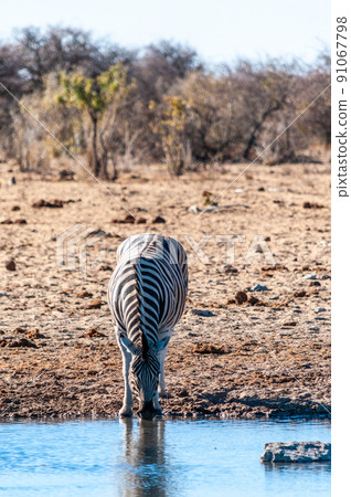 A group of Zebras in Etosha 91067798
