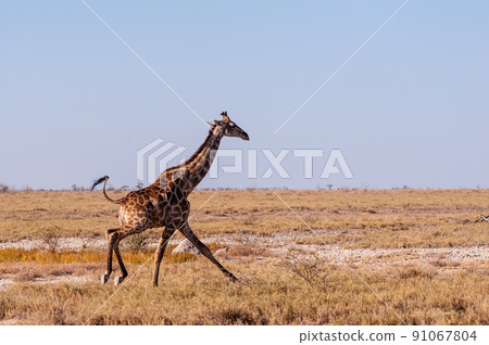 Galloping Giraffe in Namibia 91067804