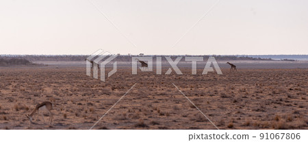 Three Giraffes on the plains of Etosha 91067806