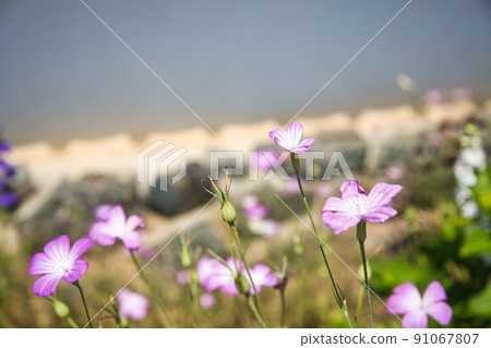 美麗綻放的宇宙 美麗綻放的宇宙 91067807