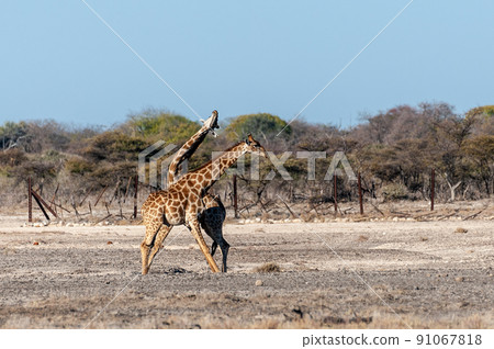 Two Male Angolan Giraffes Fighting 91067818