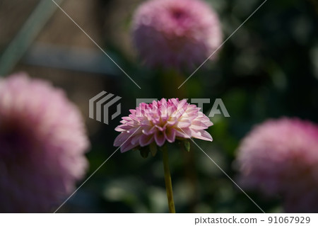 Dahlia Dahlia 91067929