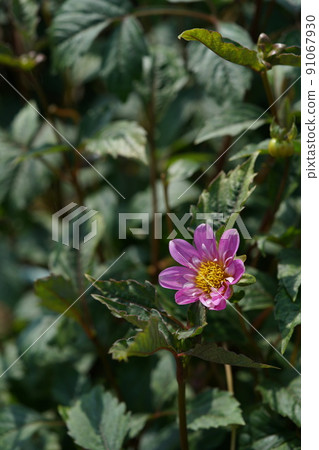 Dahlia Dahlia 91067930