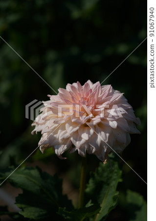 Dahlia Dahlia 91067940