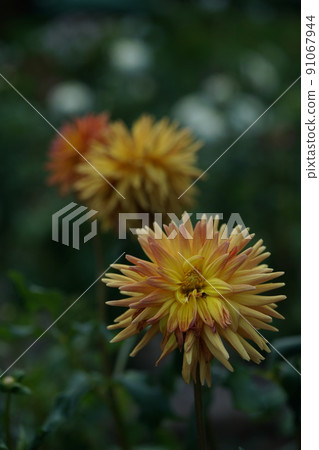 Dahlia Dahlia 91067944
