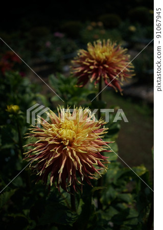 Dahlia Dahlia 91067945