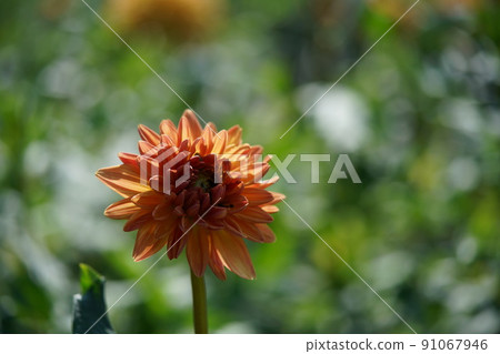 Dahlia Dahlia 91067946