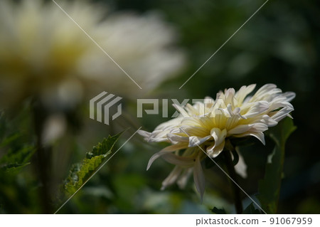 Dahlia Dahlia 91067959