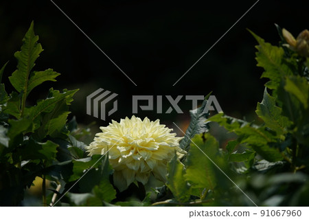 Dahlia Dahlia 91067960