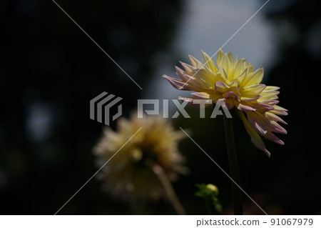 大麗花 大麗花 91067979