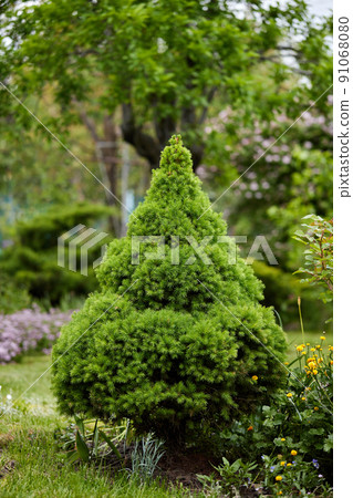 Picea glauca growing in garden in sunny day 91068080