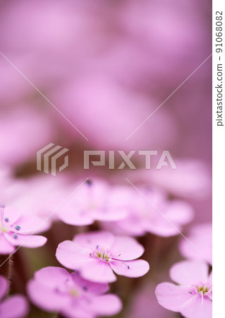 pink Saponaria ocymoides in sunny spring day 91068082