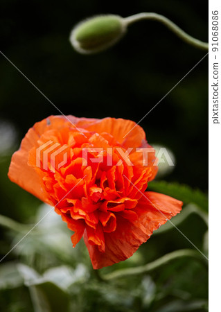 Poppy flowers in garden on sunny day Poppy flowers in garden on sunny day 91068086