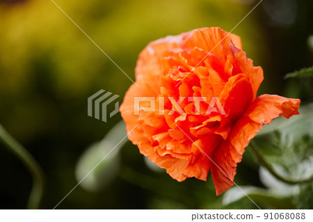Poppy flowers in garden on sunny day Poppy flowers in garden on sunny day 91068088
