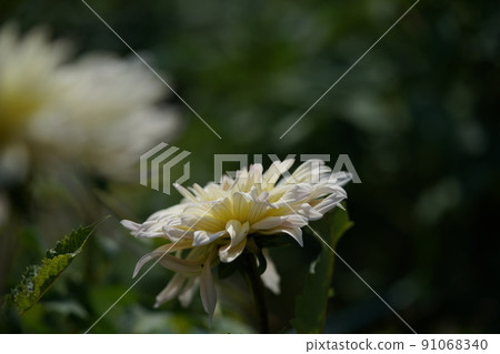 大麗花 大麗花 91068340