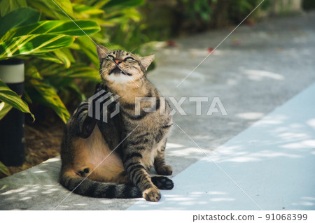 A cat relaxing in the shade avoiding the hot sun 91068399