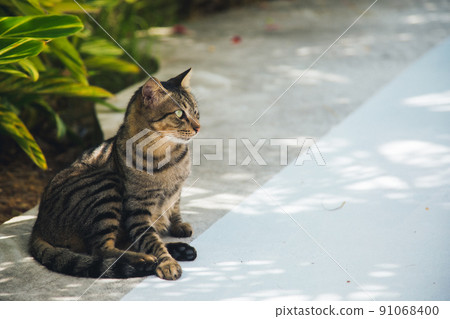 A cat relaxing in the shade avoiding the hot sun 91068400