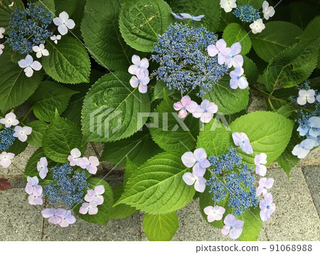 初開的淡紫色繡球花 初開的淡紫色繡球花 91068988