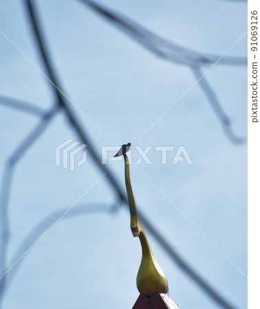 pigeon hanging on golden gable apex in Buddhist temple with blur branch foreground 91069126