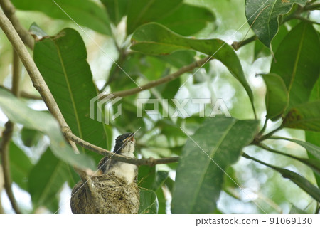 baby white throat fantail bird feeding by father and mother feeding in nest under mango tree 91069130