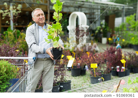 Caucasian man choosing sprouts in garden center Caucasian man choosing sprouts in garden center 91069361