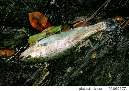 Beautiful rainbow trout caught in a mountain stream Beautiful rainbow trout caught in a mountain stream 91069377