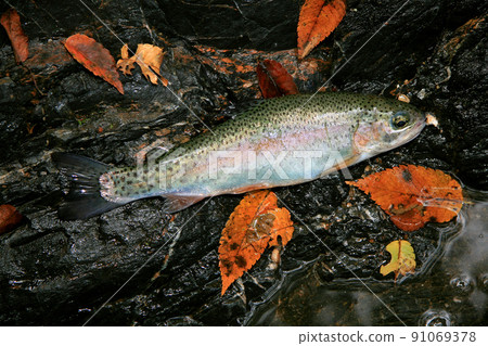 Beautiful rainbow trout caught in a mountain stream 91069378