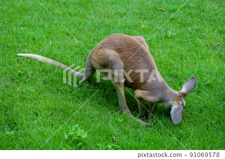The kangaroo is stay and eat grass in garden The kangaroo is stay and eat grass in garden 91069578