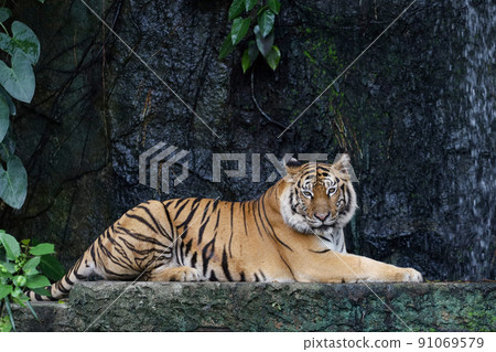 Close up bengal tiger is beautiful animal and dangerous in forest Close up bengal tiger is beautiful animal and dangerous in forest 91069579