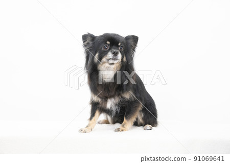 Sitting Chihuahuasa Sitting Chihuahuasa 91069641