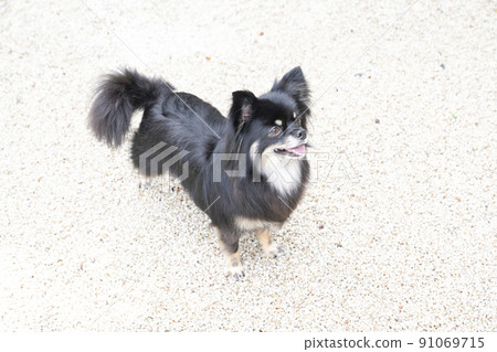 Chihuahua smiling Chihuahua smiling 91069715