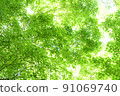 Fresh green forest 91069740