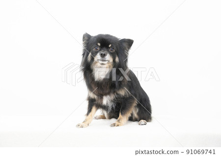 Sitting Chihuahuasa Sitting Chihuahuasa 91069741