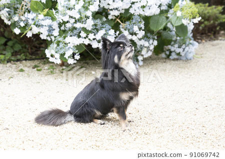 Chihuahua sitting with hydrangea Chihuahua sitting with hydrangea 91069742
