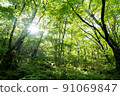 Fresh green forest 91069847