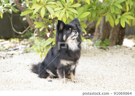Sitting Chihuahuasa Sitting Chihuahuasa 91069864