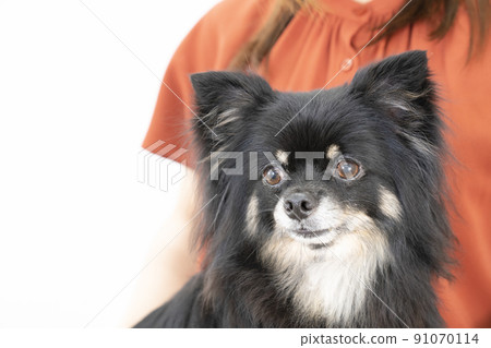 Chihuahua bust up embraced by a woman Chihuahua bust up embraced by a woman 91070114