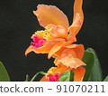 Orchid Flower 91070211