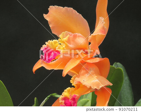 Orchid Flower 91070211