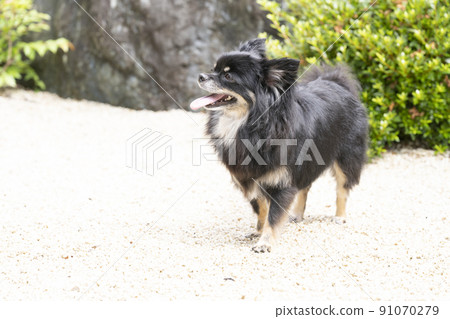 Chihuahua with a smile Chihuahua with a smile 91070279
