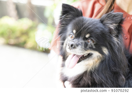 Chihuahua bust up embraced by a woman Chihuahua bust up embraced by a woman 91070292