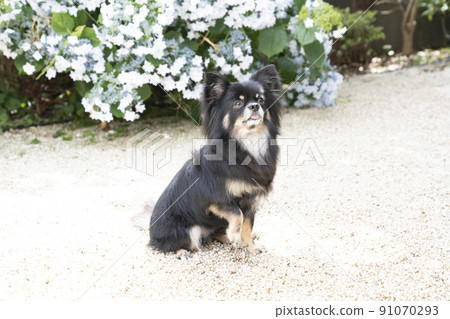 Chihuahua sitting with hydrangea Chihuahua sitting with hydrangea 91070293