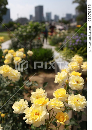 Nakanoshima yellow rose Nakanoshima yellow rose 91070376