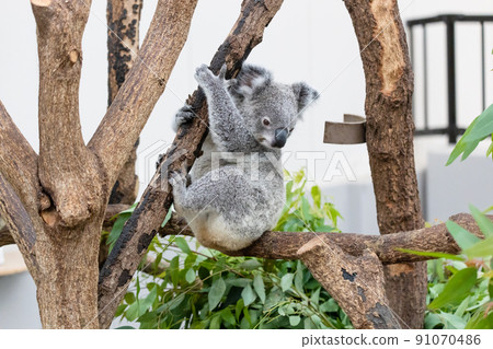 考拉動物園可愛人氣人物 91070486