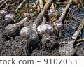 Freshly dug garlic 91070531