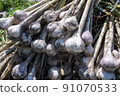 Freshly dug garlic 91070533