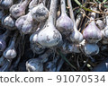 Freshly dug garlic 91070534