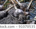 Freshly dug garlic 91070535
