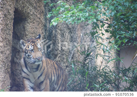 Child tiger 91070536